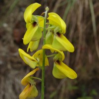 Crotalaria trichotoma Bojer